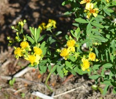 Hypericum swinkianum