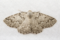 Sabulodes packardata