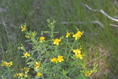 Hypericum swinkianum