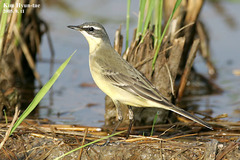 Motacilla