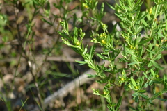 Hypericum swinkianum