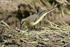 Motacilla