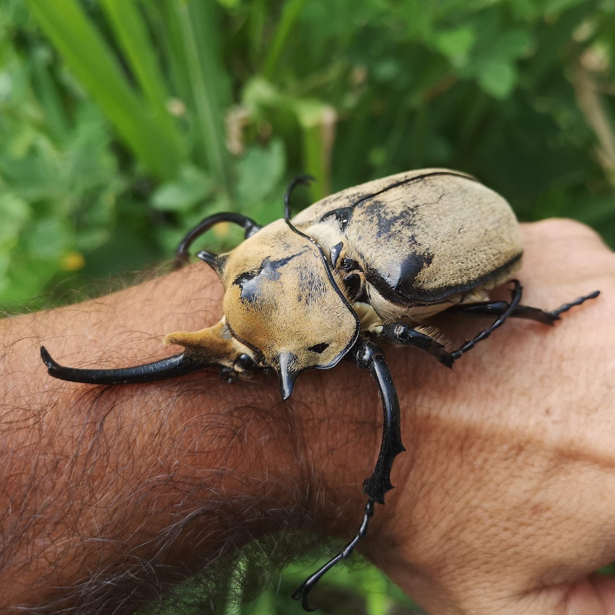 giant elephant beetle