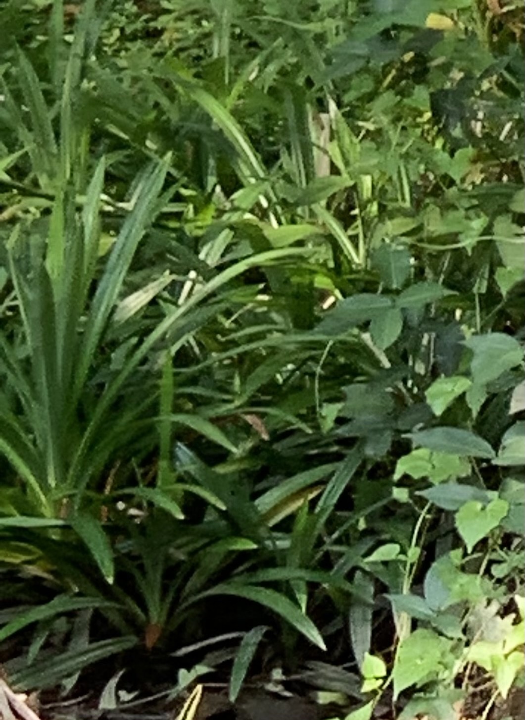 Pandanus Amaryllifolius Roxb. Ex Lindl.