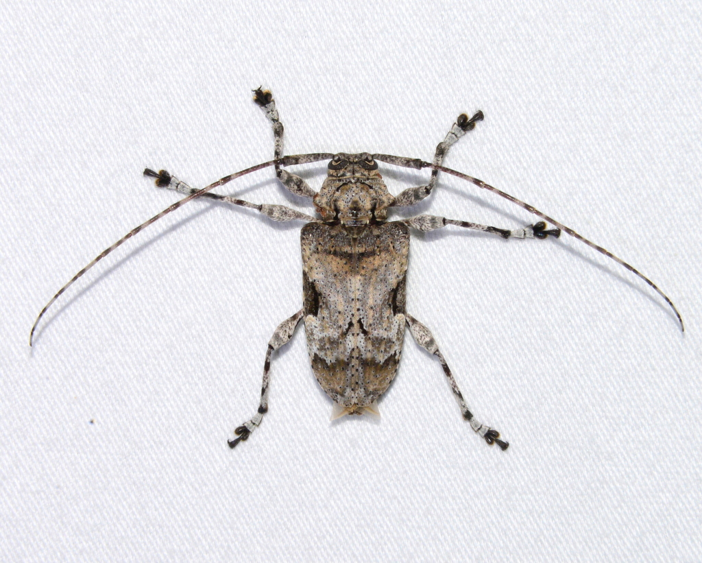 Lagocheirus procerus