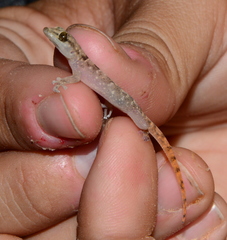 Phyllodactylus