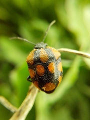 Stiretrus decastigmus