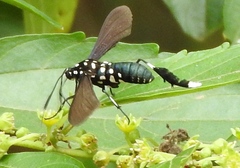 Horama plumipes