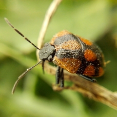 Stiretrus decastigmus