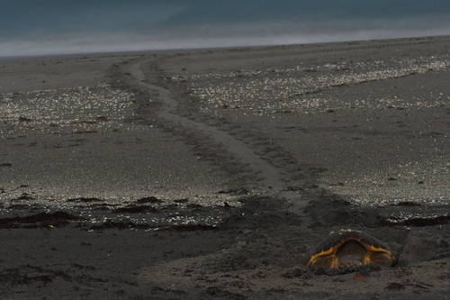 Loggerhead Sea Turtle photographed in Florida
