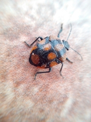 Stiretrus decastigmus