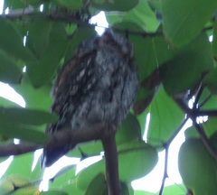 Psiloscops flammeolus