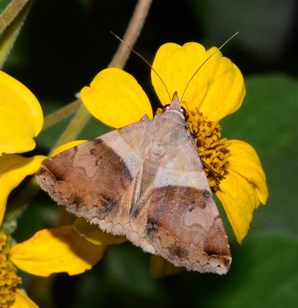 Panula inconstans