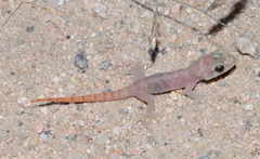 Phyllodactylus unctus