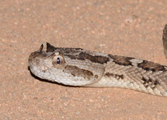 Crotalus enyo
