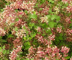 Salpianthus arenarius