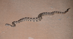 Crotalus enyo