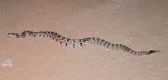 Crotalus enyo