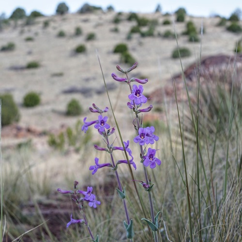Image of Penstemon fendleri by (c) Andrew Tree, some rights reserved (CC BY)