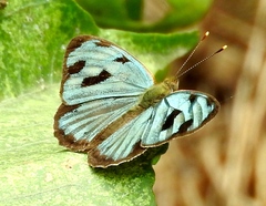 Dynamine postverta mexicana