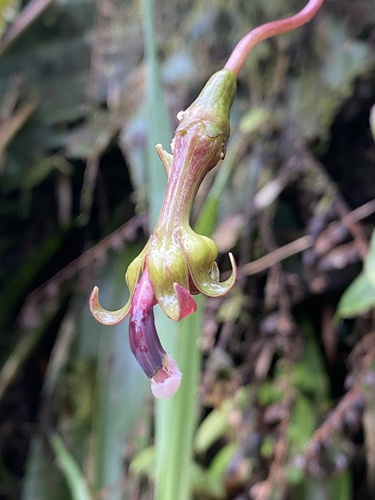 Burmeistera sodiroana