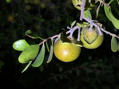 Diospyros intricata