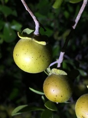 Diospyros intricata