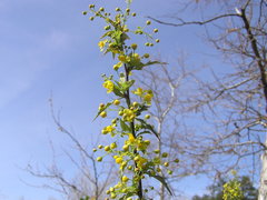 Berberis nevinii