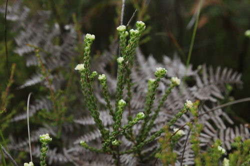 Image of Lachnaea ericoides by (c) Corne Brink, some rights reserved (CC BY-SA)