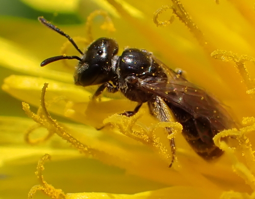 Lasioglossum politum