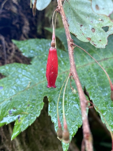 Sphyrospermum grandifolium observed 2023-04-29