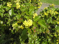 Berberis pinnata