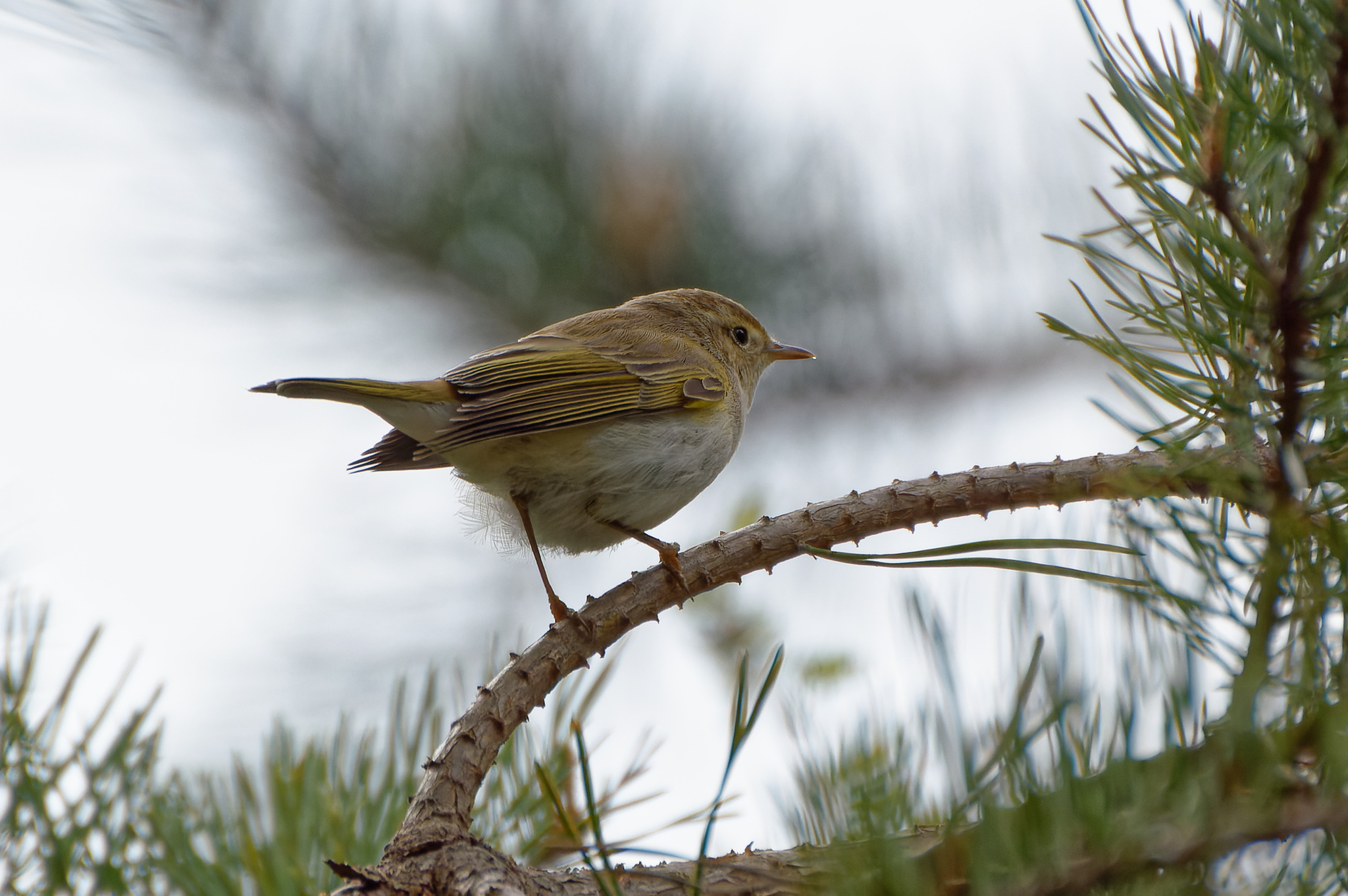 Western Bonelli's Warbler (Phylloscopus bonelli)