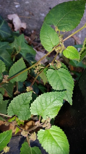 Crabweed (Fatoua villosa)