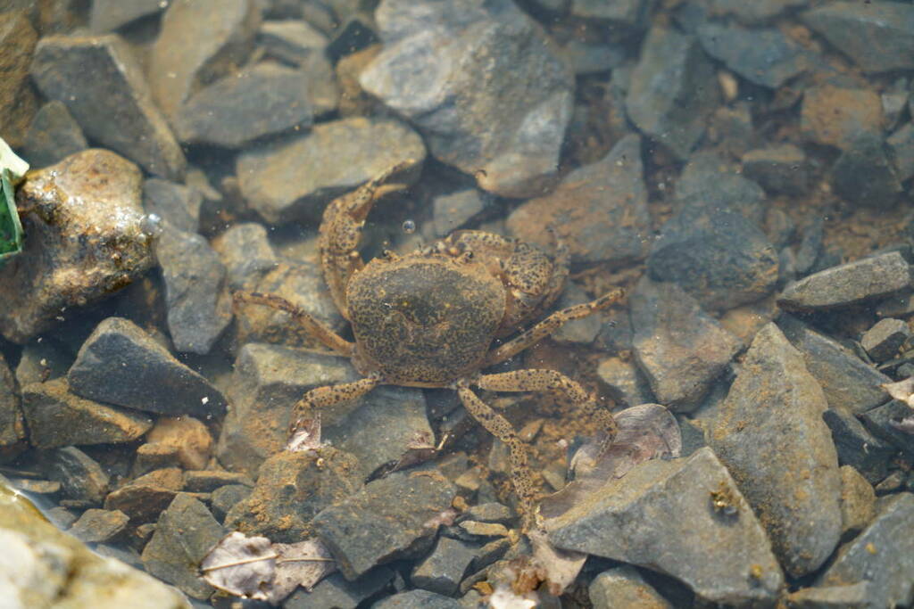 Heterochelamon guangxiense