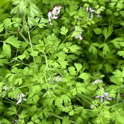 Fumaria bianca