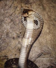 Naja naja