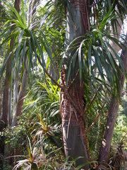 Freycinetia arborea