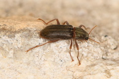 Stenelmis occidentalis