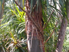 Freycinetia arborea