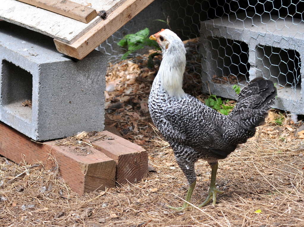 Domestic Chicken (Variety Gallus gallus domesticus