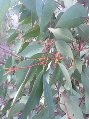 Eucalyptus pauciflora