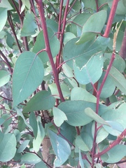 Eucalyptus pauciflora