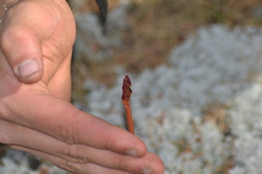 Corallorhiza maculata