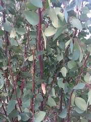 Eucalyptus pauciflora