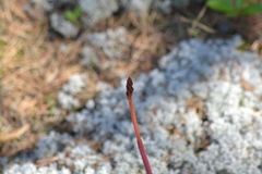 Corallorhiza maculata