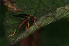 Polistes veracrucis