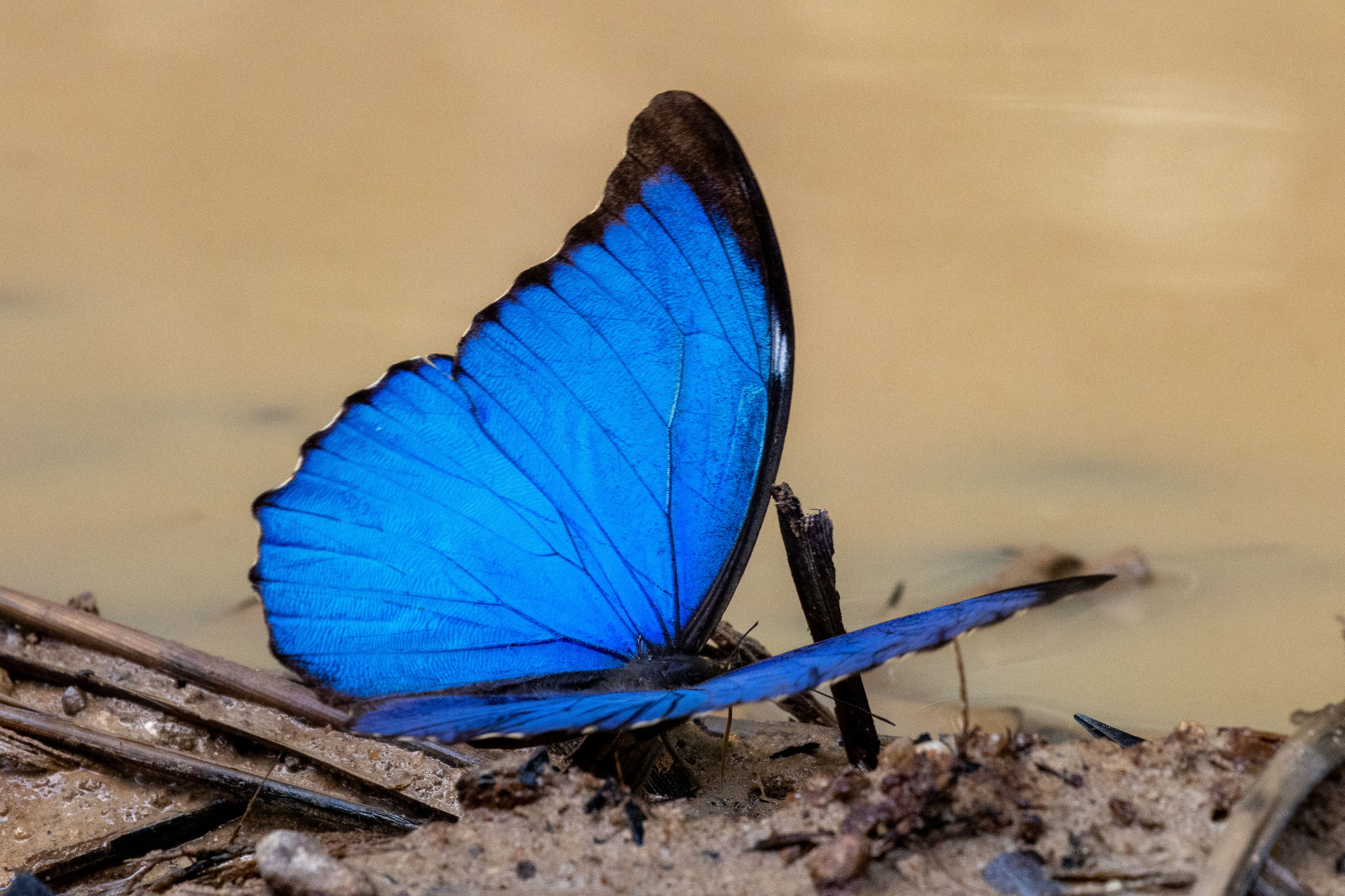 Menelaus Morpho (Morpho menelaus) · iNaturalist