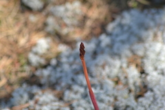 Corallorhiza maculata