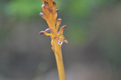 Corallorhiza maculata maculata